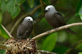 Lesser Noddy