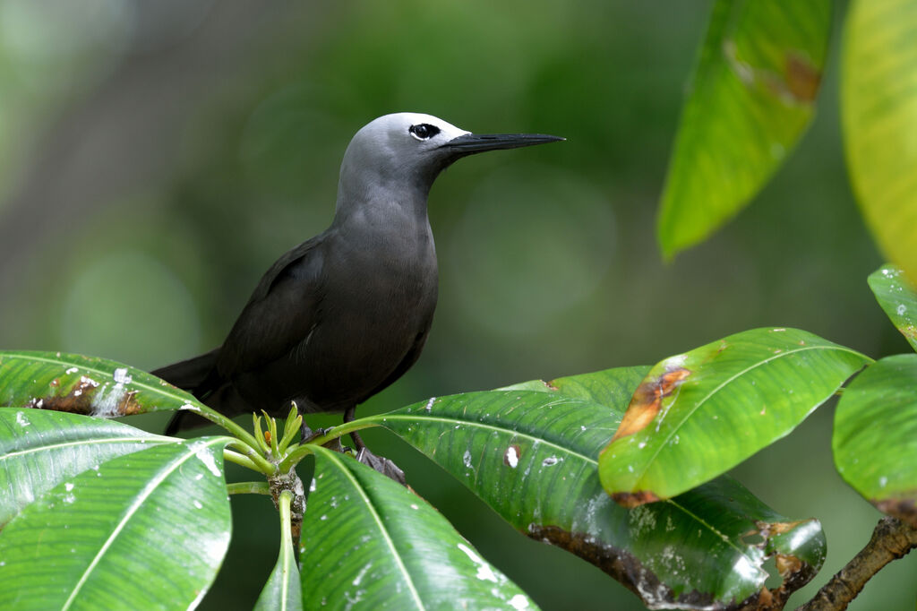 Lesser Noddyadult