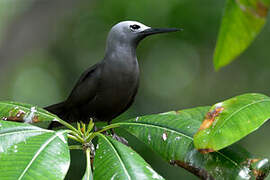 Lesser Noddy