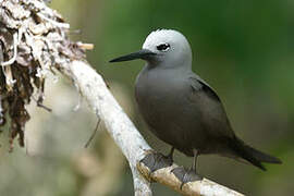 Lesser Noddy