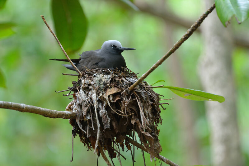 Lesser Noddyadult, Reproduction-nesting