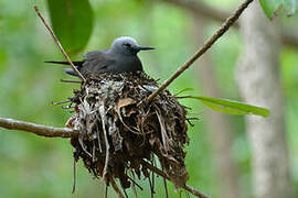 Lesser Noddy