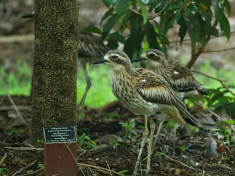 Bush Stone-curlew