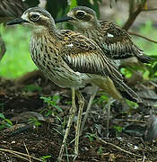 Bush Stone-curlew