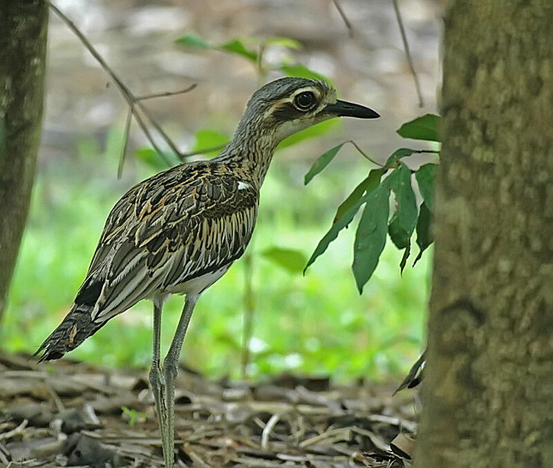 Bush Stone-curlew