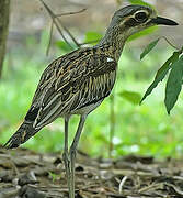 Bush Stone-curlew