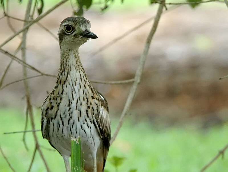 Bush Stone-curlew