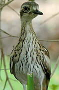 Bush Stone-curlew