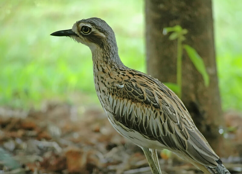 Bush Stone-curlew