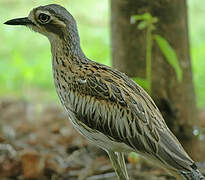 Bush Stone-curlew