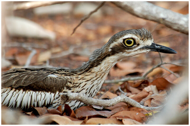 Bush Stone-curlewadult