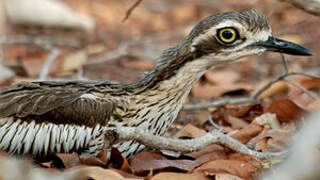 Bush Stone-curlew