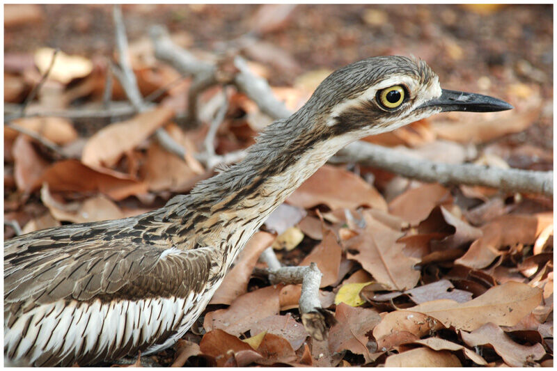 Bush Stone-curlewadult