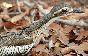 Bush Stone-curlew