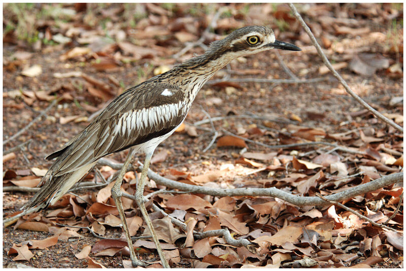 Bush Stone-curlewadult