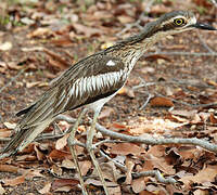 Bush Stone-curlew