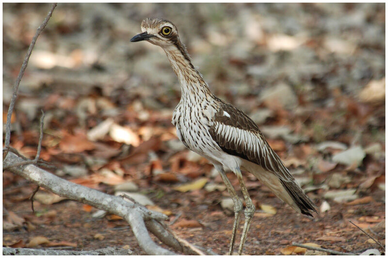 Bush Stone-curlewadult