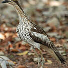Œdicnème bridé