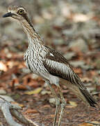 Bush Stone-curlew