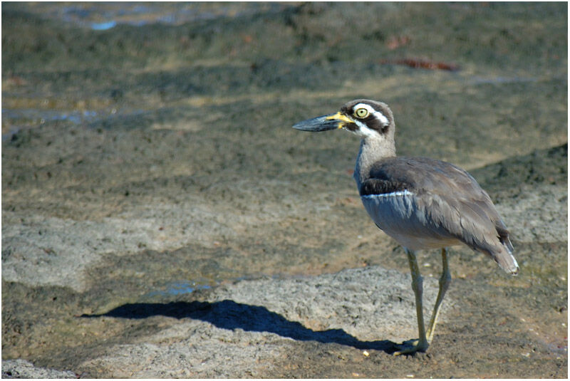 Beach Stone-curlewadult