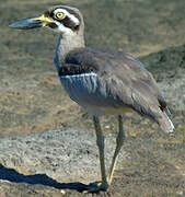 Beach Stone-curlew