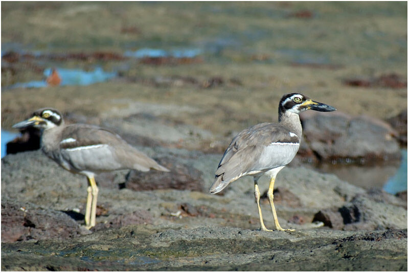 Beach Stone-curlewadult