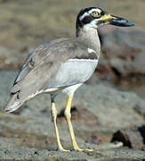 Beach Stone-curlew