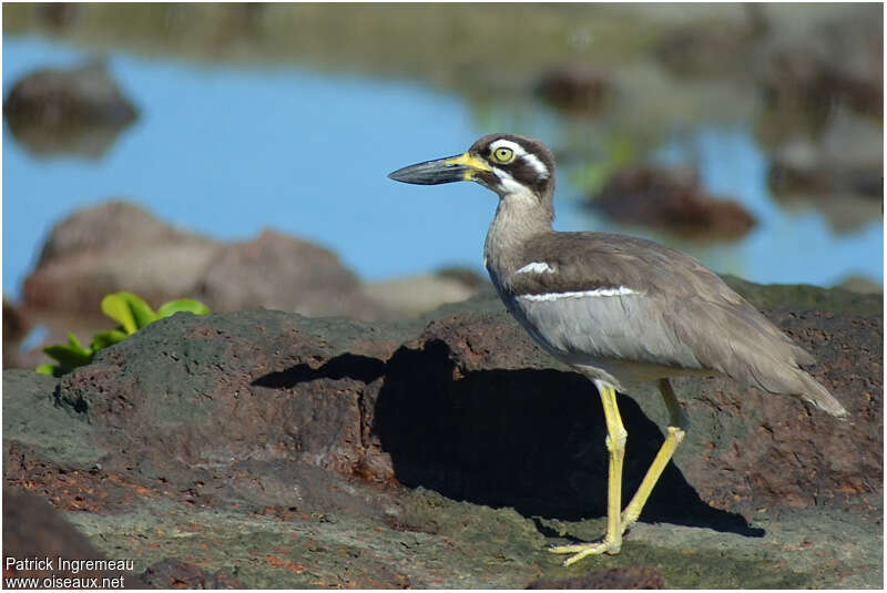 Beach Stone-curlewadult, identification