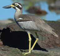 Beach Stone-curlew