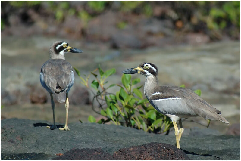 Beach Stone-curlewadult