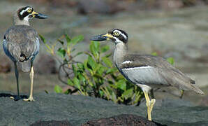 Beach Stone-curlew