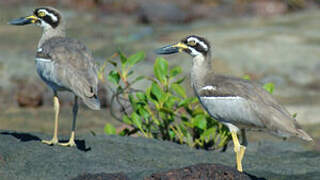 Beach Stone-curlew