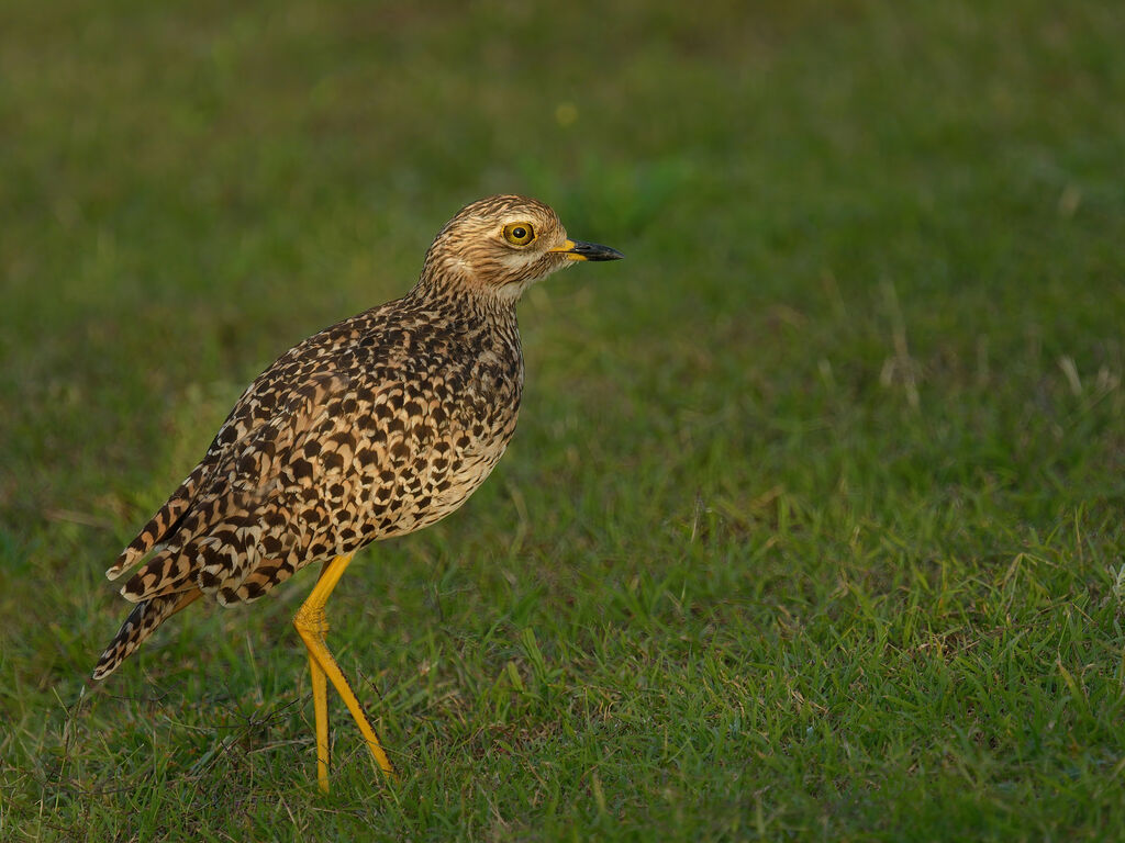 Spotted Thick-kneeadult