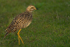 Spotted Thick-knee