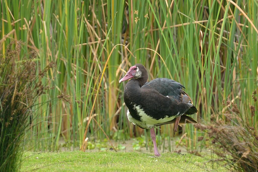 Spur-winged Gooseadult