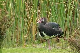 Spur-winged Goose