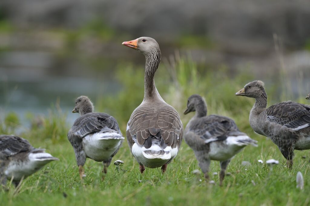 Greylag Goose