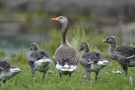 Greylag Goose