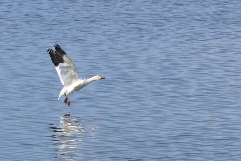 Snow Gooseadult