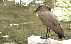 Hamerkop