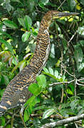 Rufescent Tiger Heron