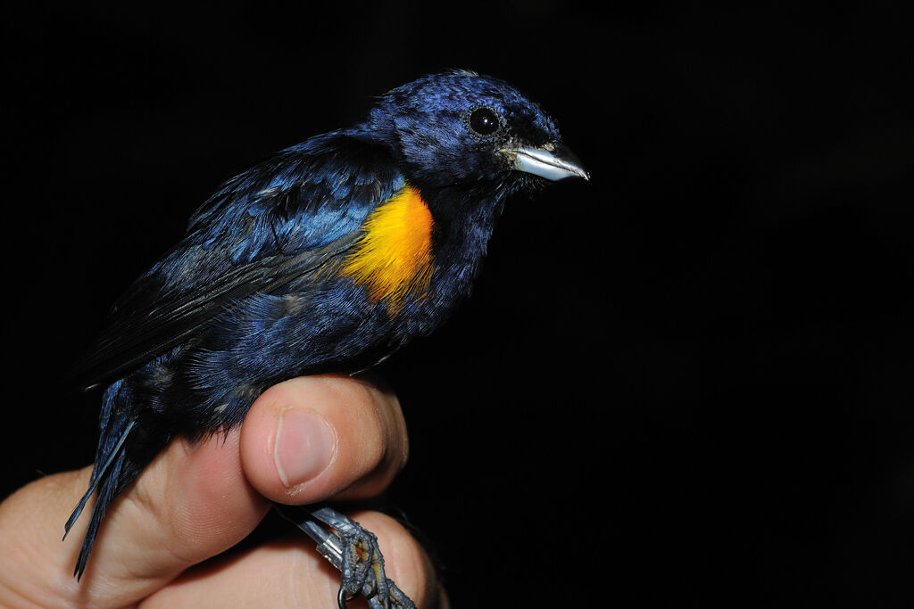 Golden-sided Euphonia male adult