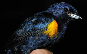 Golden-sided Euphonia