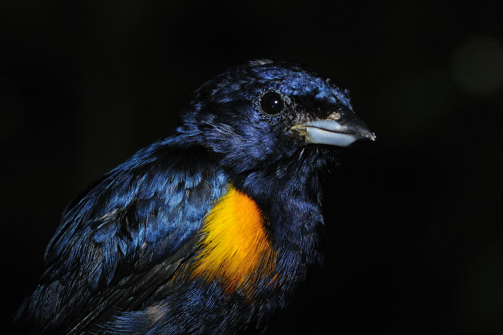 Golden-sided Euphonia male adult