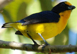 Violaceous Euphonia