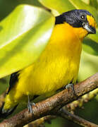 Violaceous Euphonia