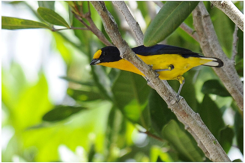 Violaceous Euphoniaadult