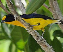 Violaceous Euphonia