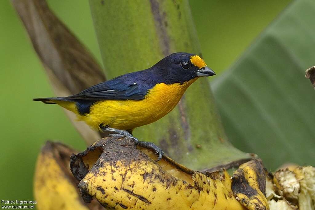 Violaceous Euphonia male adult breeding, feeding habits