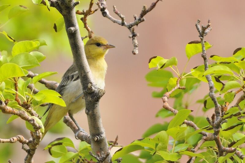 Oriole à ailes blanches femelle adulte